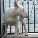 Flash Girl NSBT (Pearlmar Red Rum x New School and Lord Bull Magic Dream Girl)